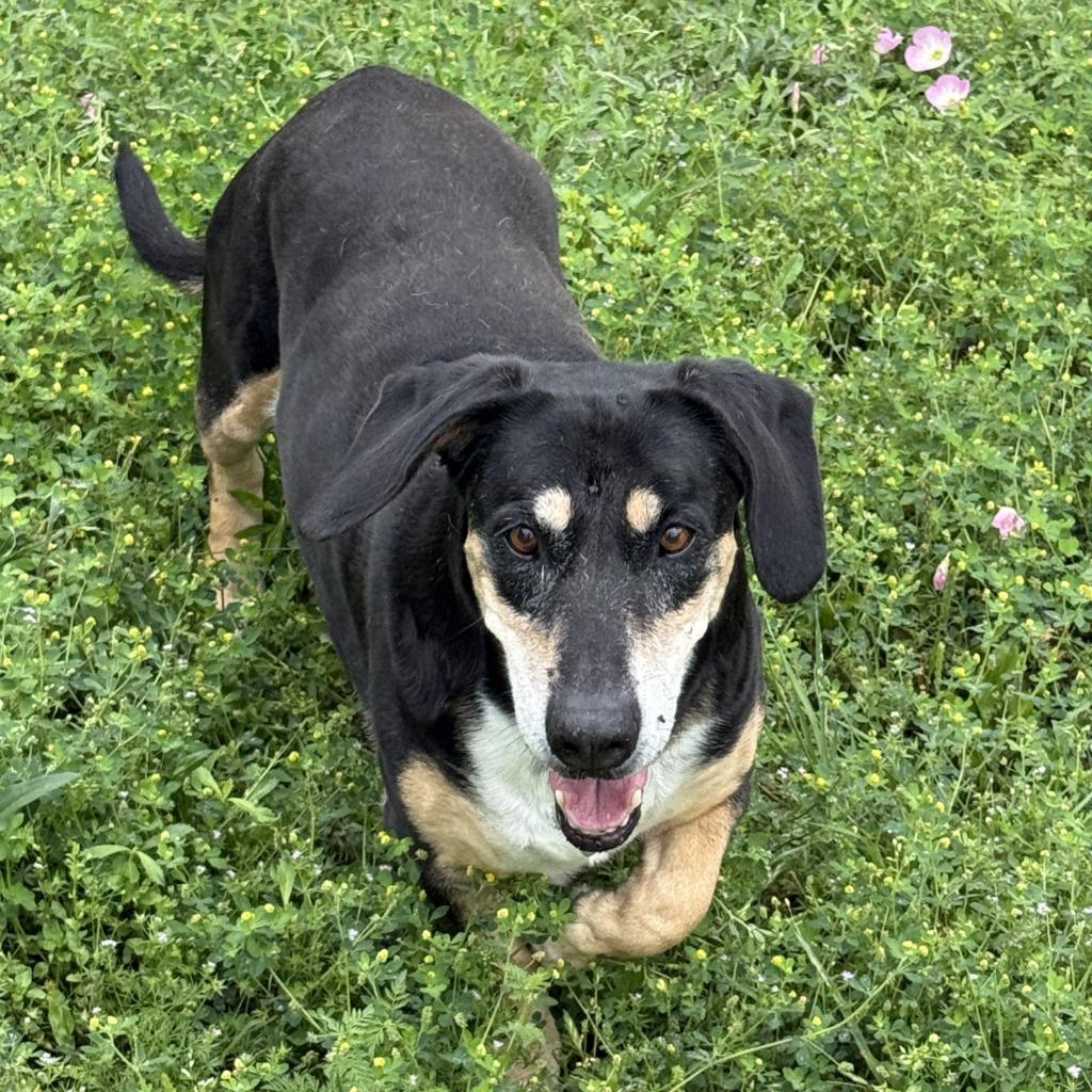 Enlarge Pippa, a Adoptable mixed breed in Brenham, TX image 4/6