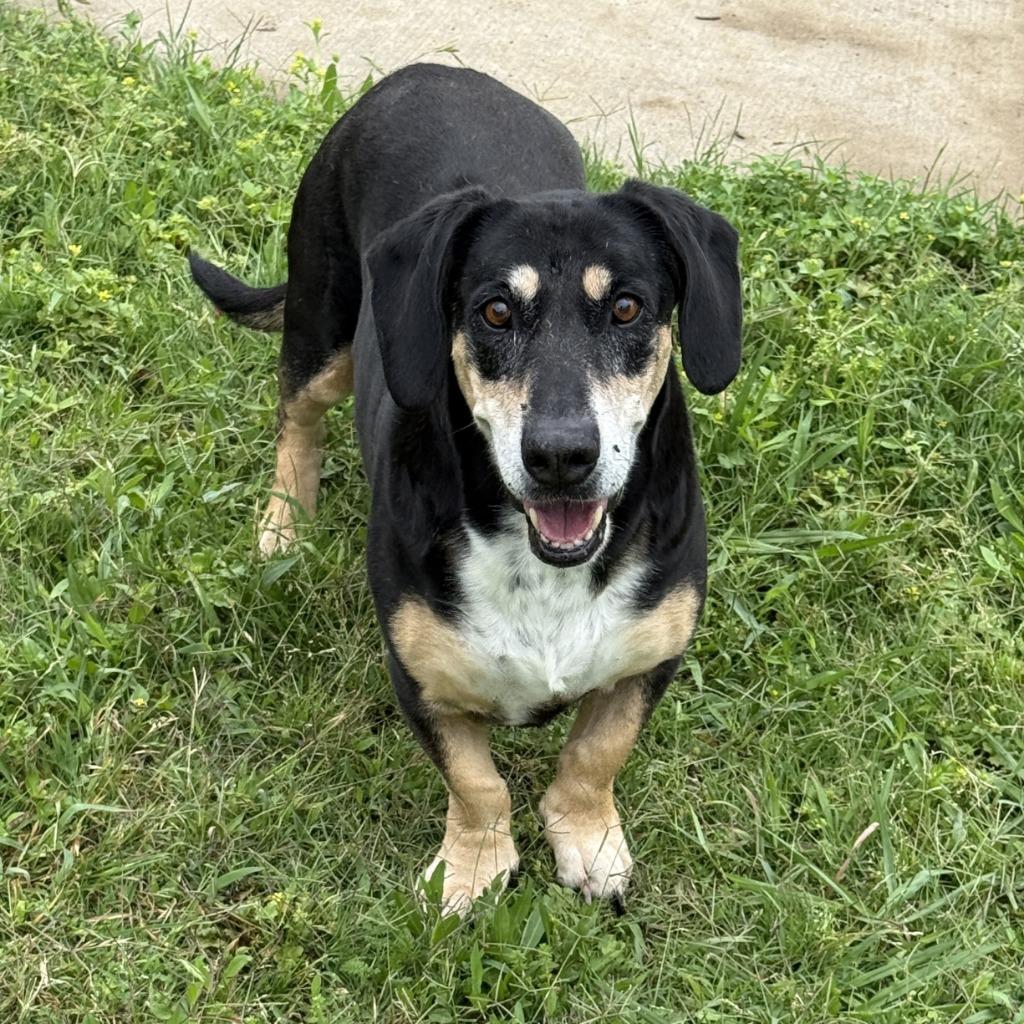 Enlarge Pippa, a Adoptable mixed breed in Brenham, TX image 5/6