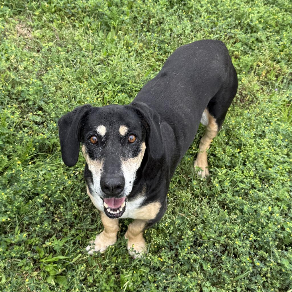 Enlarge Pippa, a Adoptable mixed breed in Brenham, TX image 6/6