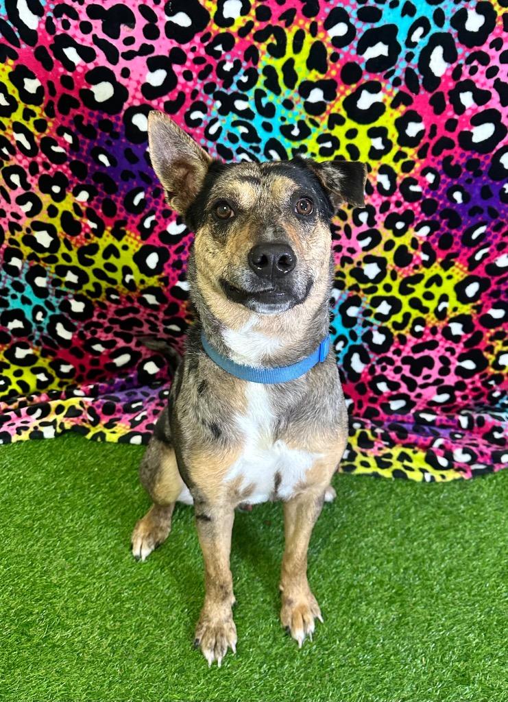 Matisse, Adoptable, Adult Male Cattle Dog.