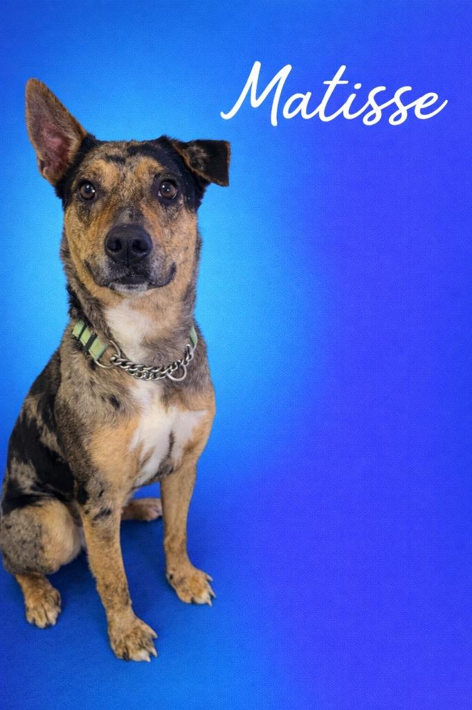 Enlarge Matisse, a Adoptable mixed breed in Brookings, OR image 1/1