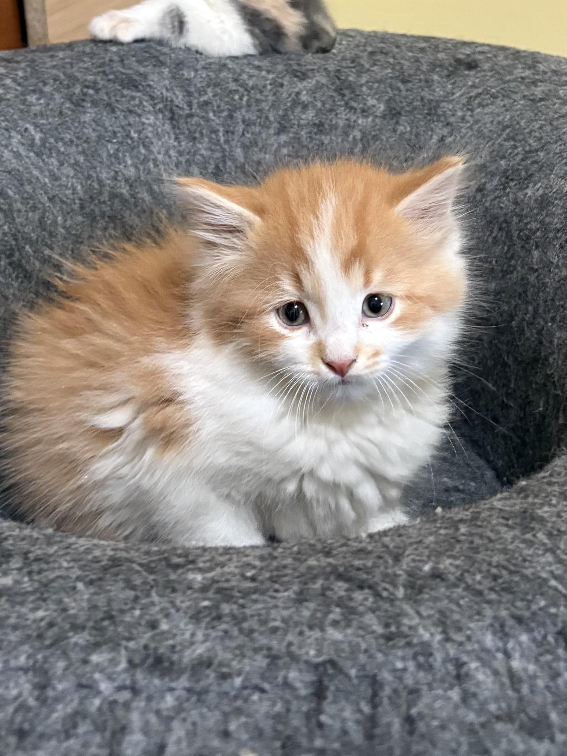 Enlarge Lenny, an adopted Domestic Long Hair in Big Rapids, MI image 4/4