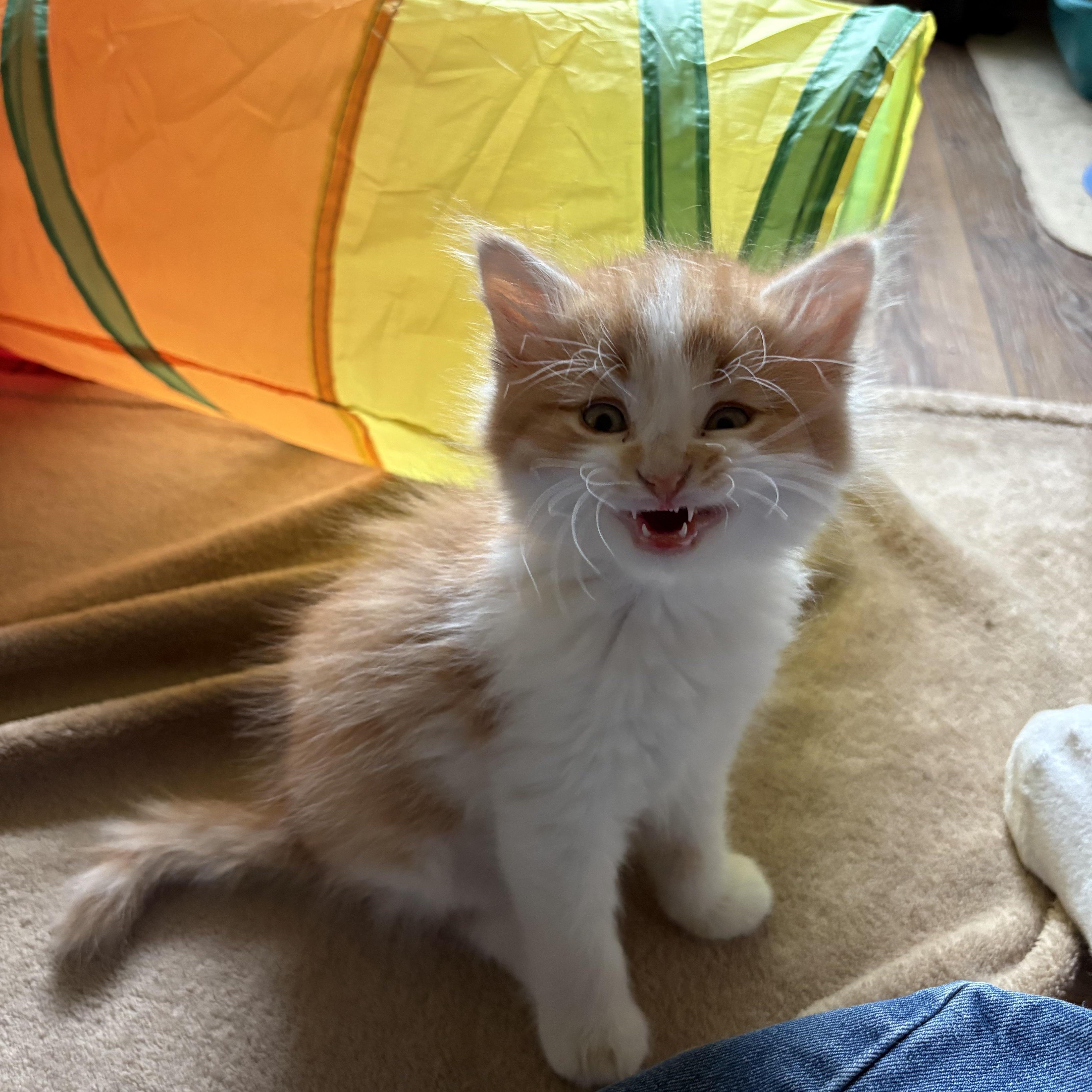 Enlarge Lenny, an adopted Domestic Long Hair in Big Rapids, MI image 1/4