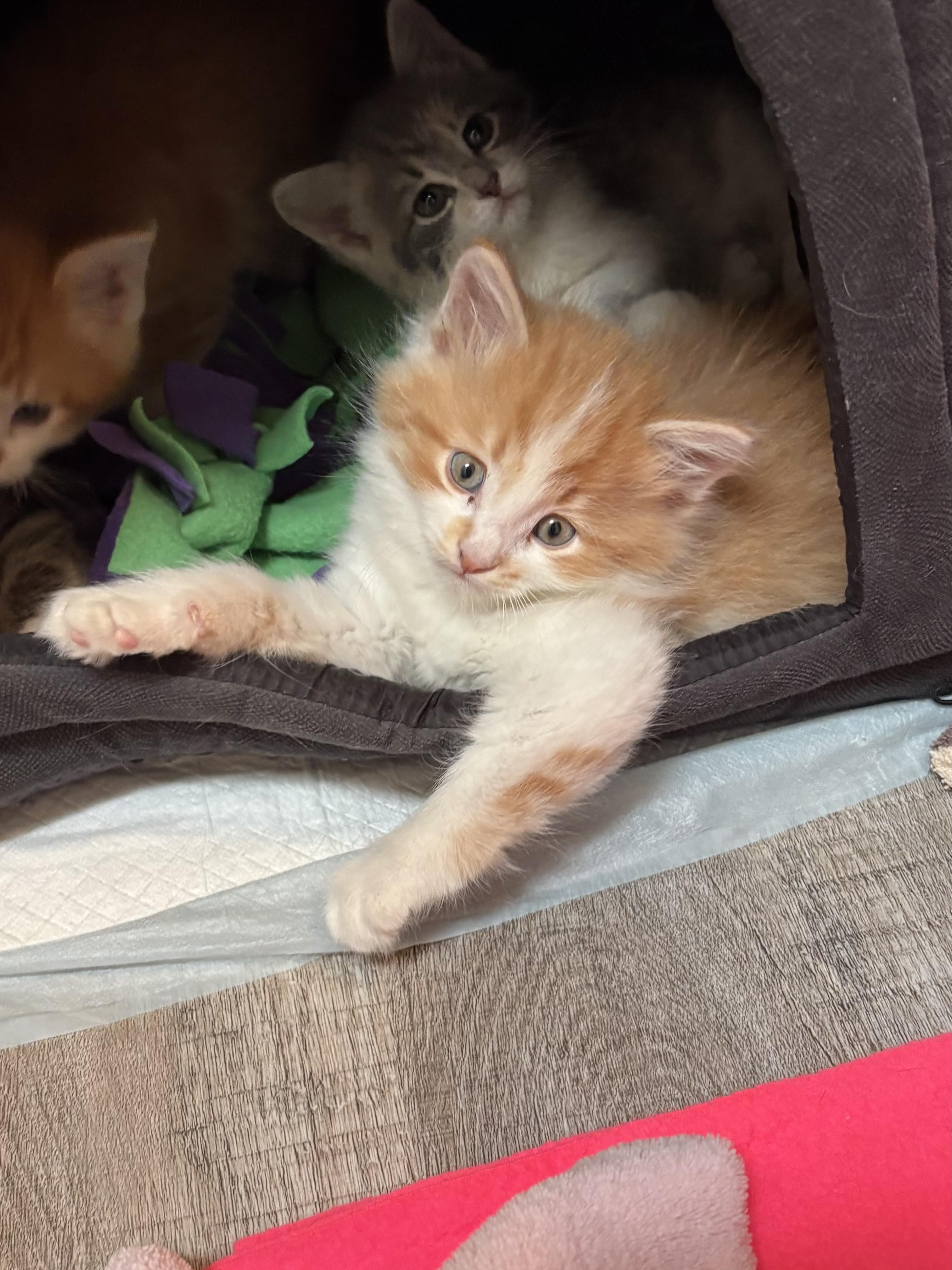 Enlarge Lenny, an adopted Domestic Long Hair in Big Rapids, MI image 3/4