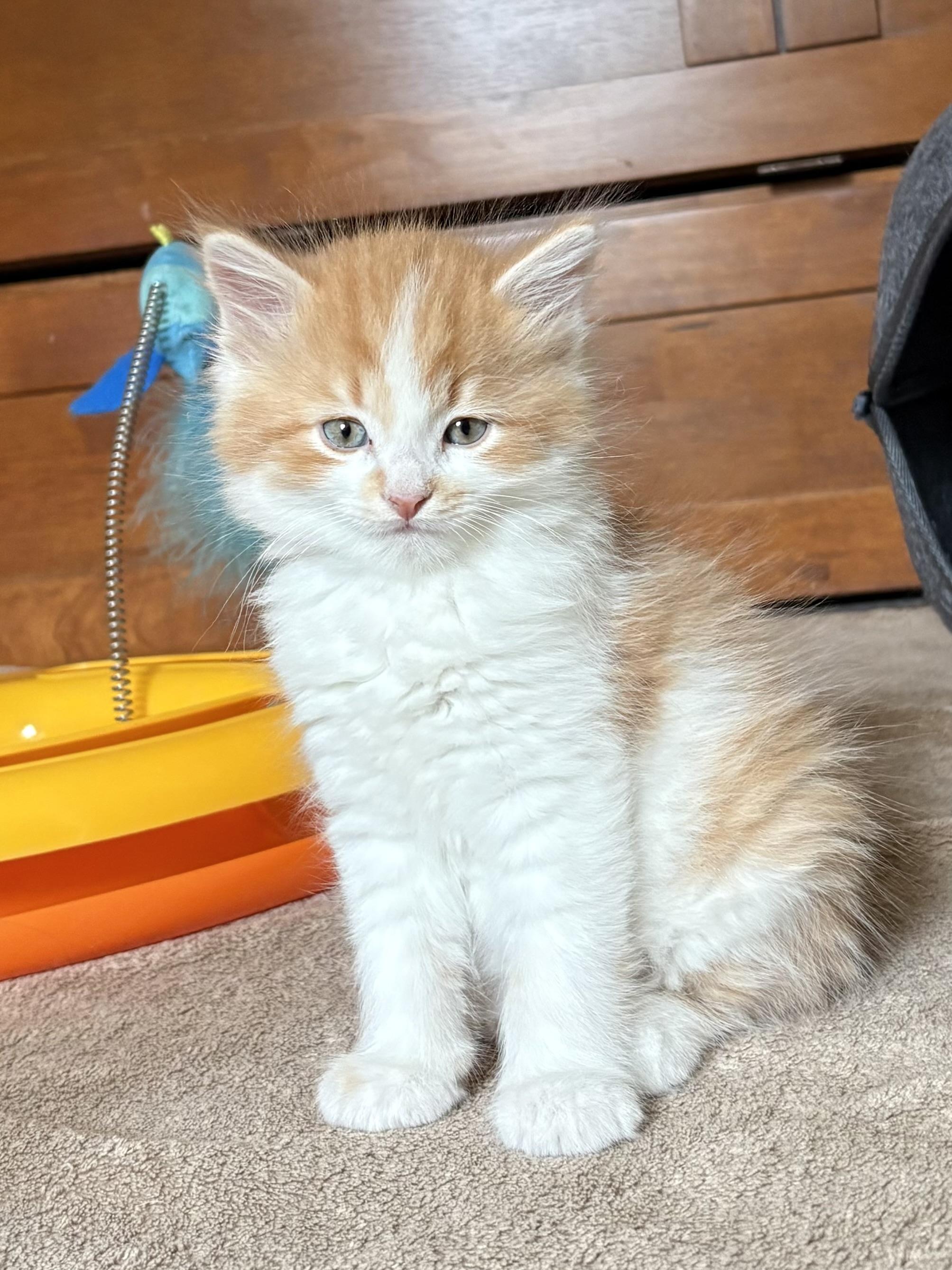 Enlarge Lenny, an adopted Domestic Long Hair in Big Rapids, MI image 2/4