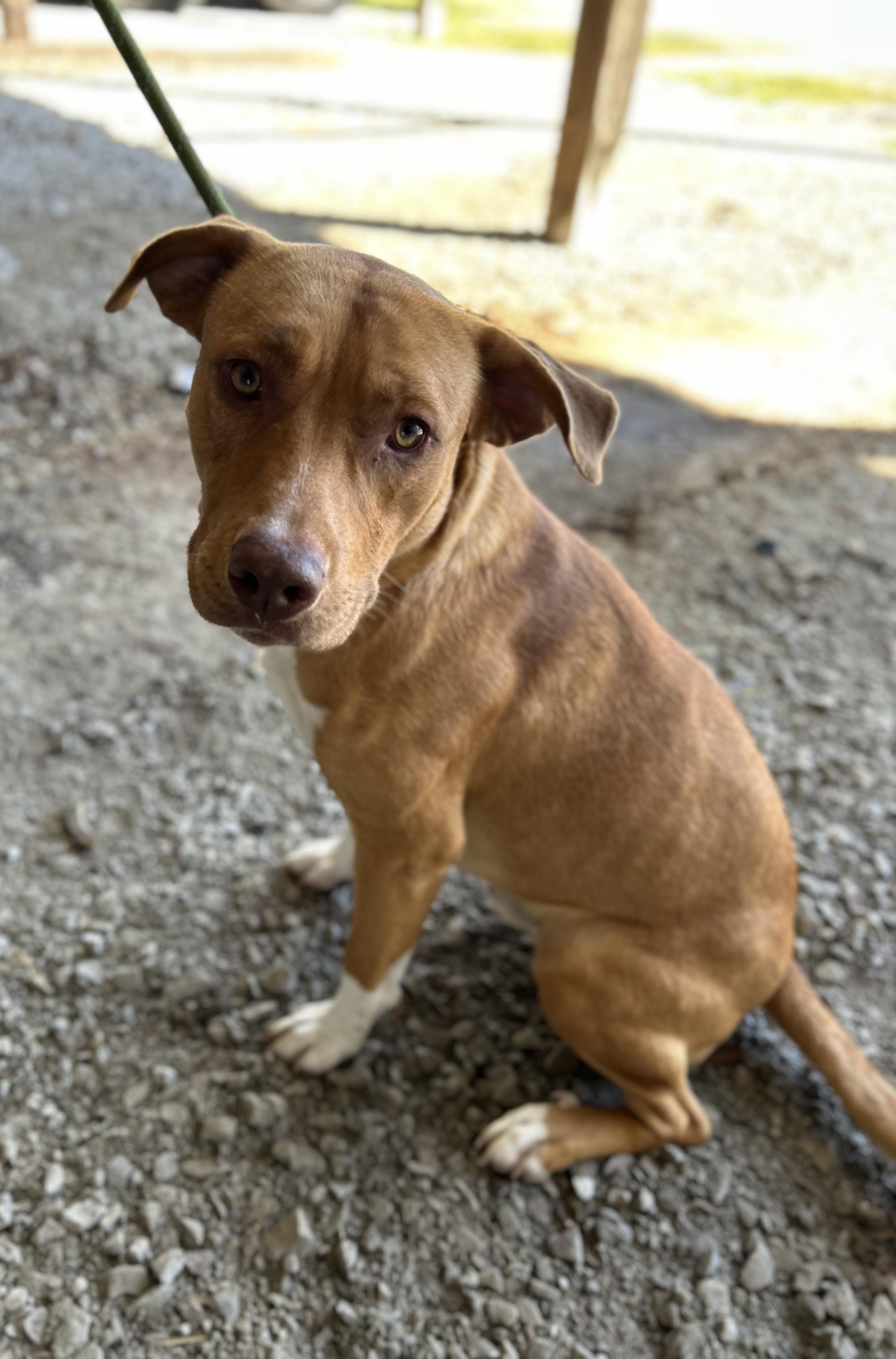 Enlarge Malibu , a ADOPTABLE Mixed Breed in Manchester, TN image 2/3