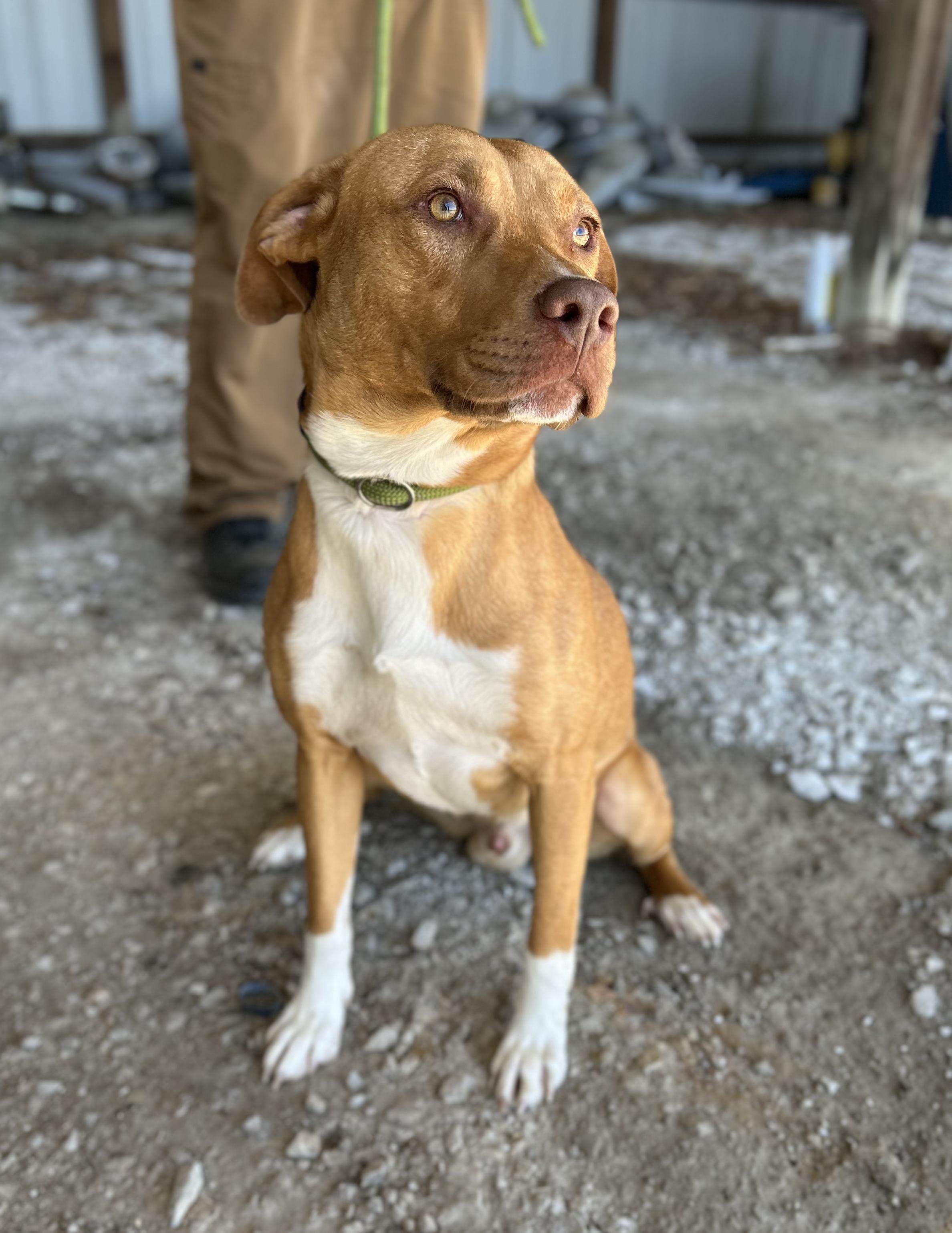 Enlarge Malibu , a ADOPTABLE Mixed Breed in Manchester, TN image 1/3