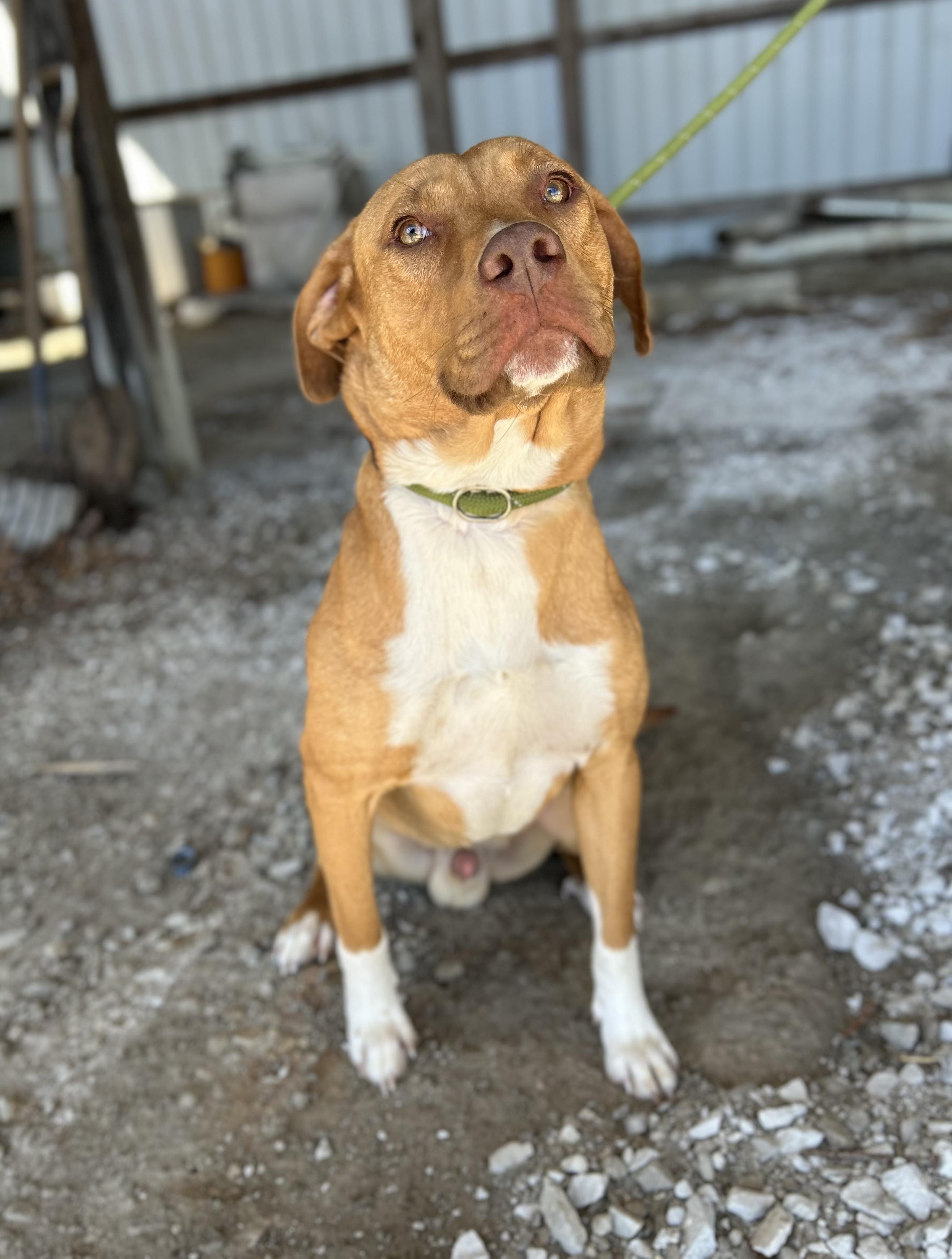 Enlarge Malibu , a ADOPTABLE Mixed Breed in Manchester, TN image 3/3