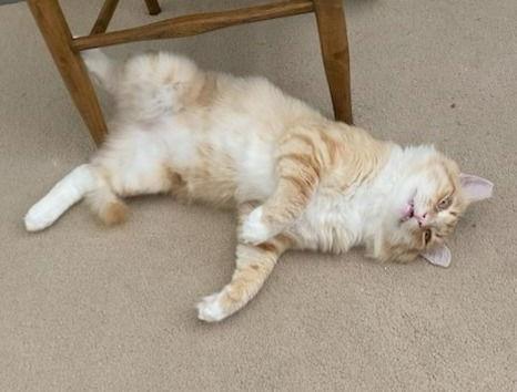 CHEETO, Adoptable, Adult Male Bengal & Tabby.