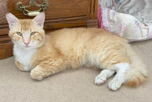 Enlarge CHEETO, a Adoptable mixed breed in Ventura, CA image 2/3