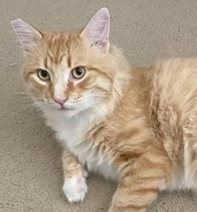 CHEETO, a Adoptable mixed breed in Ventura, CA image 2/3