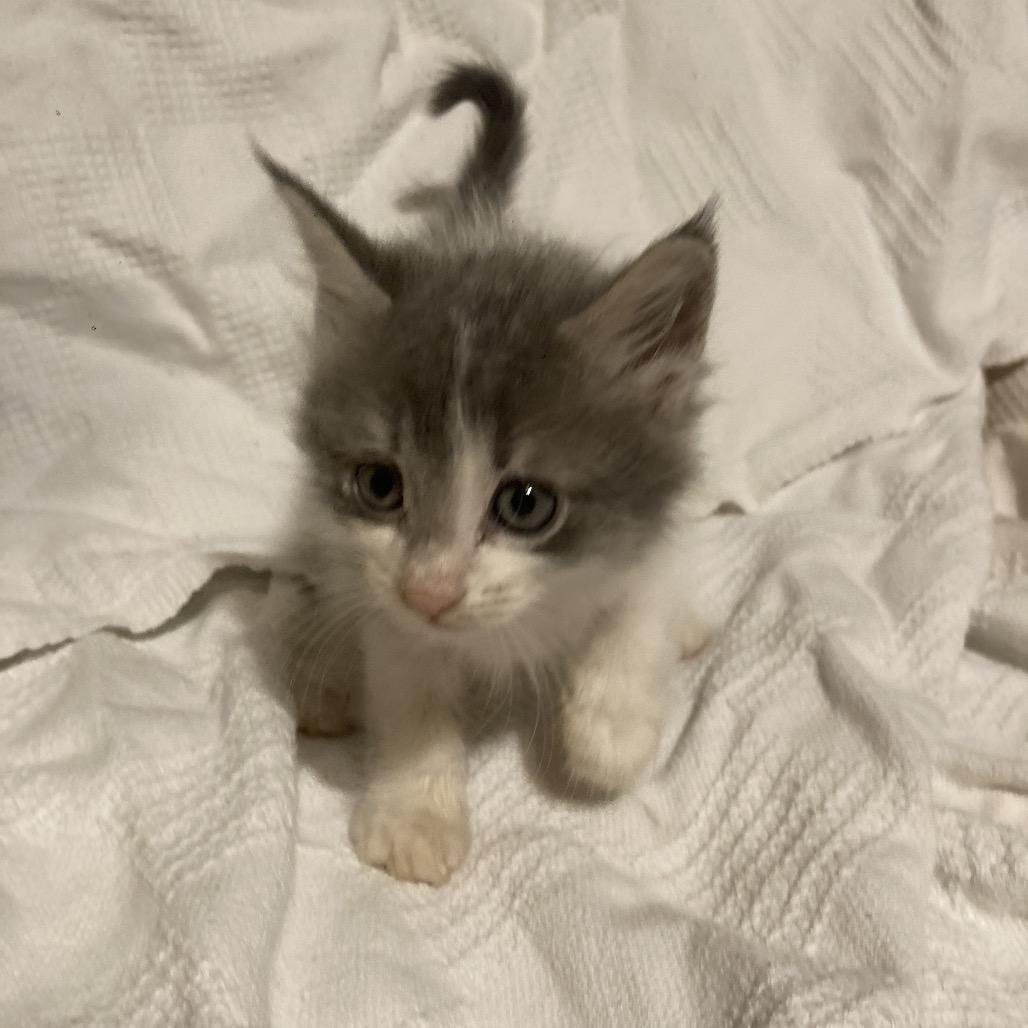 Okie Dyal-SD, Adoptable, Kitten Female Domestic Short Hair.