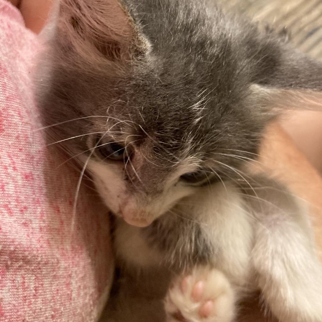 Okie Dyal-MR, a Adoptable Domestic Short Hair in Tallahassee, FL image 3/6