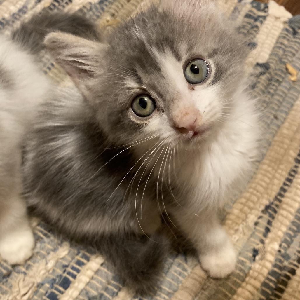 Okie Dyal-MR, a Adoptable Domestic Short Hair in Tallahassee, FL image 4/6