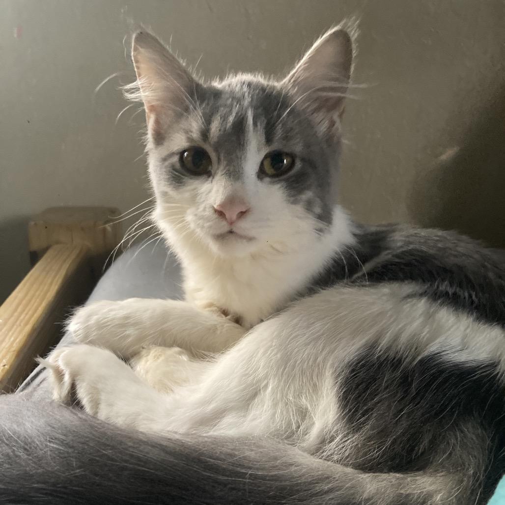 Okie Dyal-MR, a Adoptable Domestic Short Hair in Tallahassee, FL image 1/6