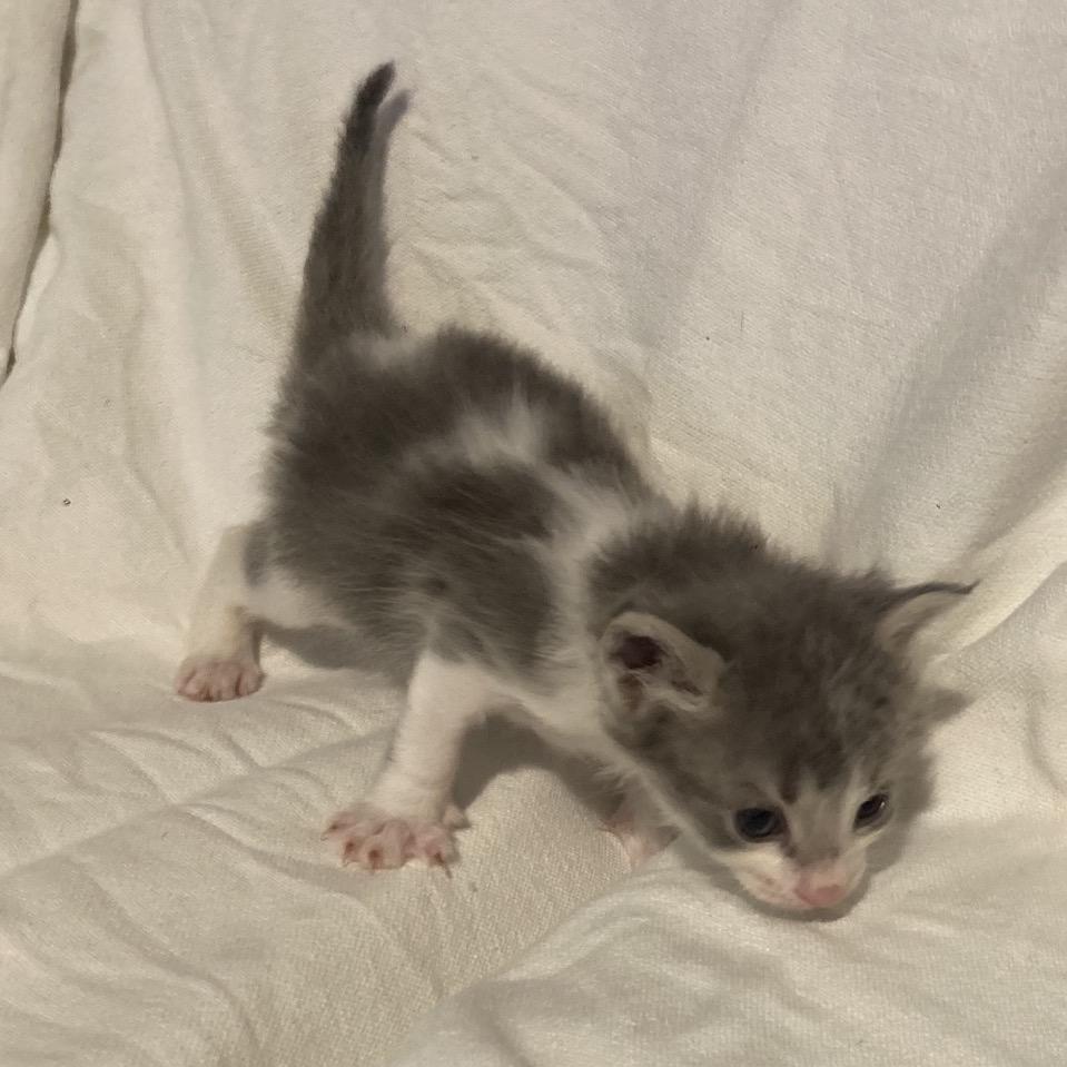 Okie Dyal-MR, a Adoptable Domestic Short Hair in Tallahassee, FL image 5/6