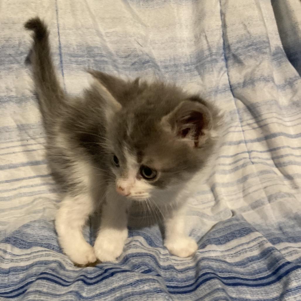 Okie Dyal-MR, a Adoptable Domestic Short Hair in Tallahassee, FL image 6/6