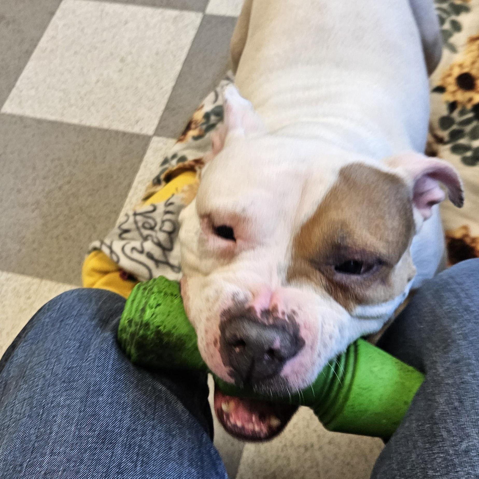 Montana, ADOPTABLE, Adult Female American Bulldog.