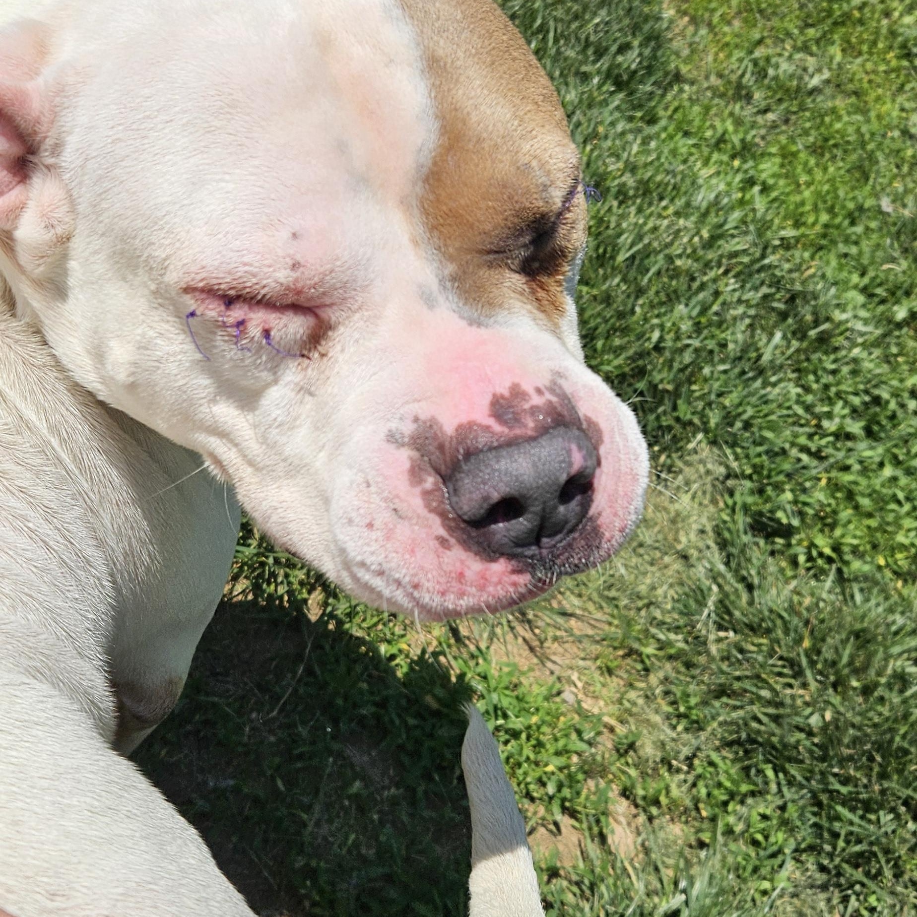 Montana, a ADOPTABLE mixed breed in Benton Harbor, MI image 4/5