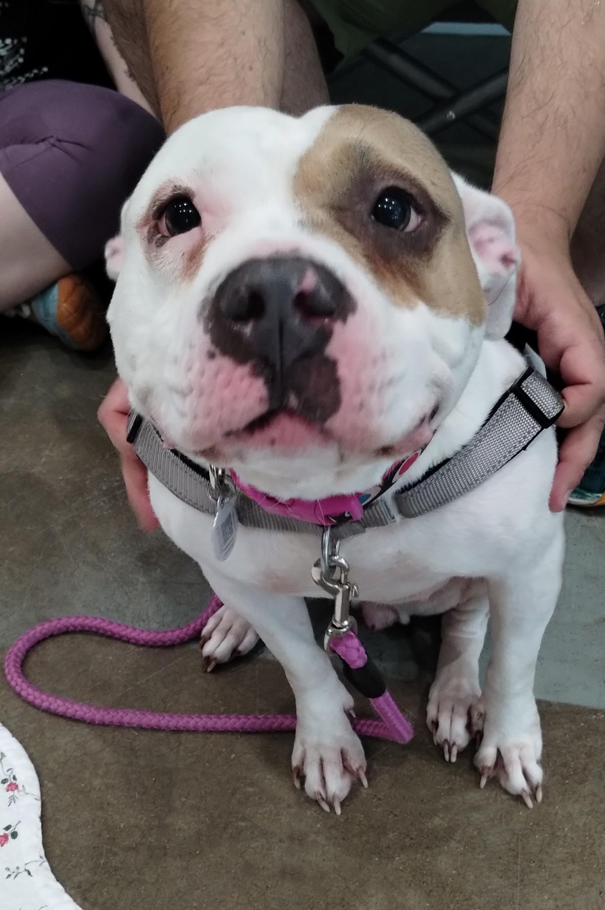 Montana, a ADOPTABLE mixed breed in Benton Harbor, MI image 1/6