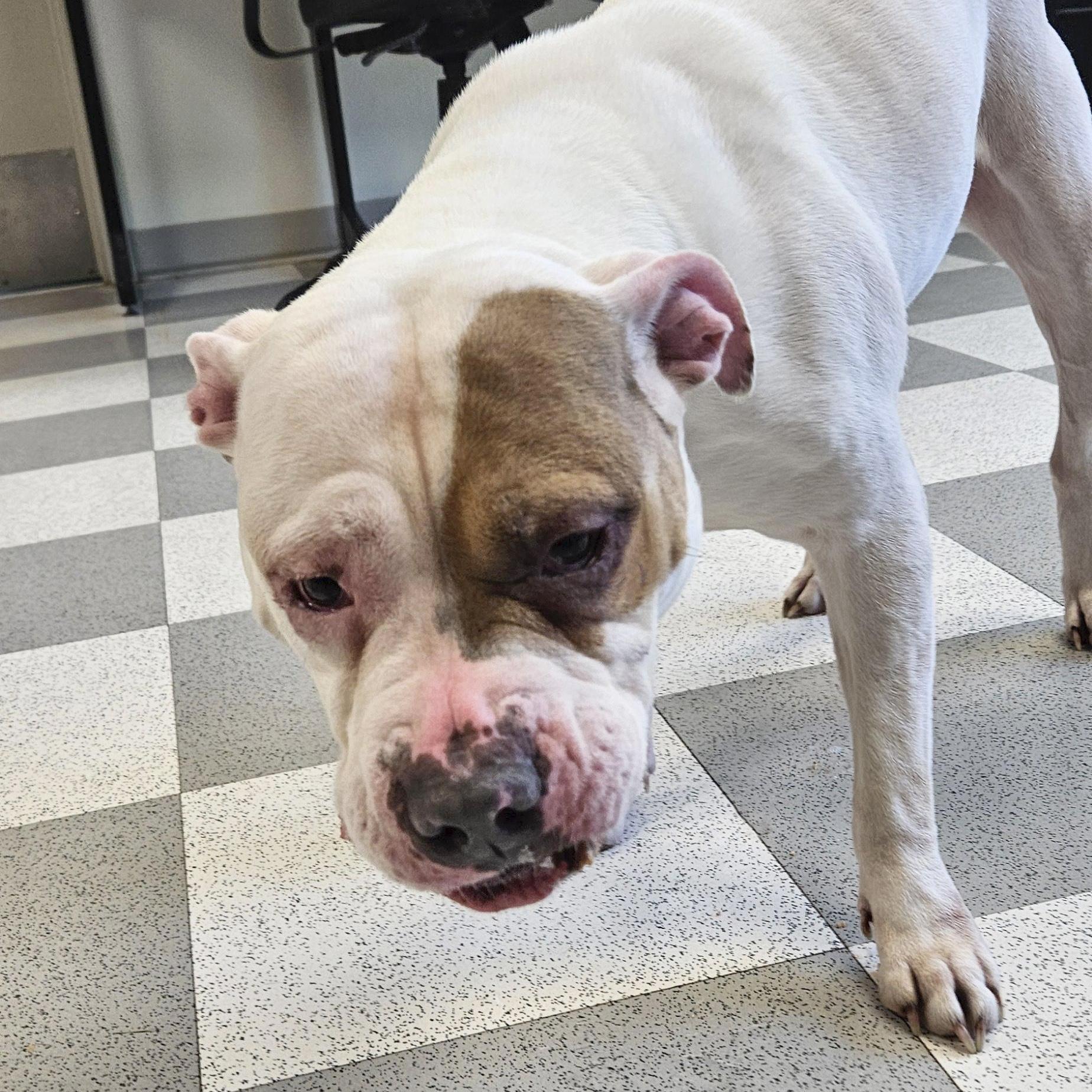 Montana, a ADOPTABLE mixed breed in Benton Harbor, MI image 2/5