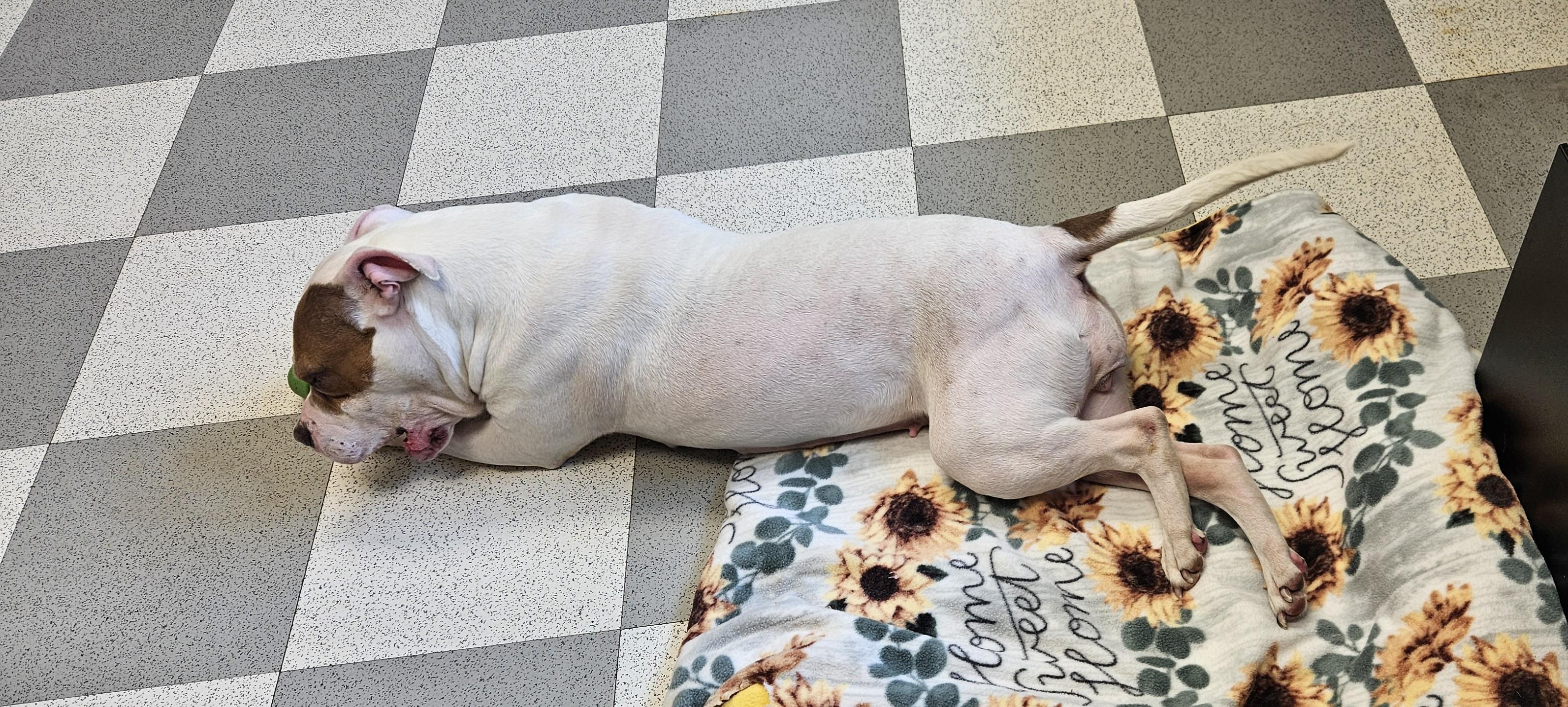Montana, a ADOPTABLE mixed breed in Benton Harbor, MI image 5/5