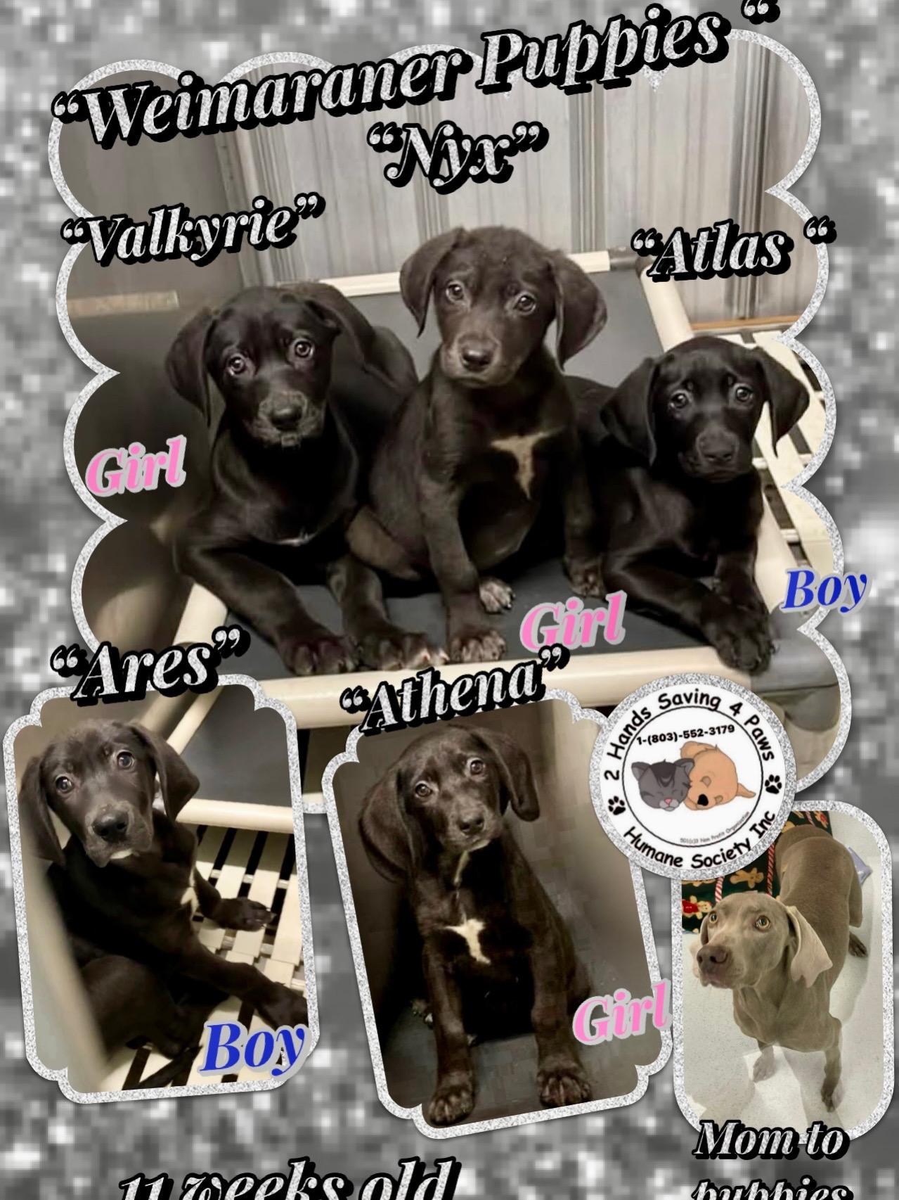 Valkyrie , Adoptable, Puppy Female Weimaraner & Great Pyrenees.