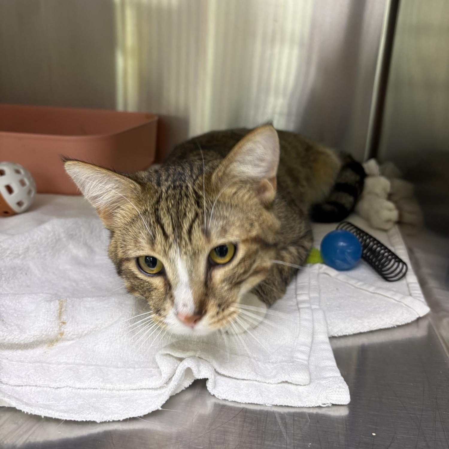 Turtle, ADOPTABLE, Adult Male Domestic Short Hair.
