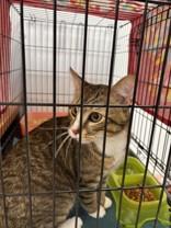 Turtle, a ADOPTABLE mixed breed in Blue Springs, MO image 2/2