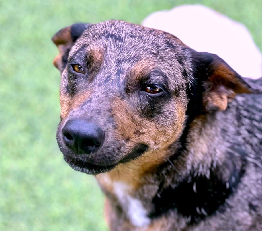 Auburn - sweet, shy project dog. Wants to trust. Gives great BOOPS!