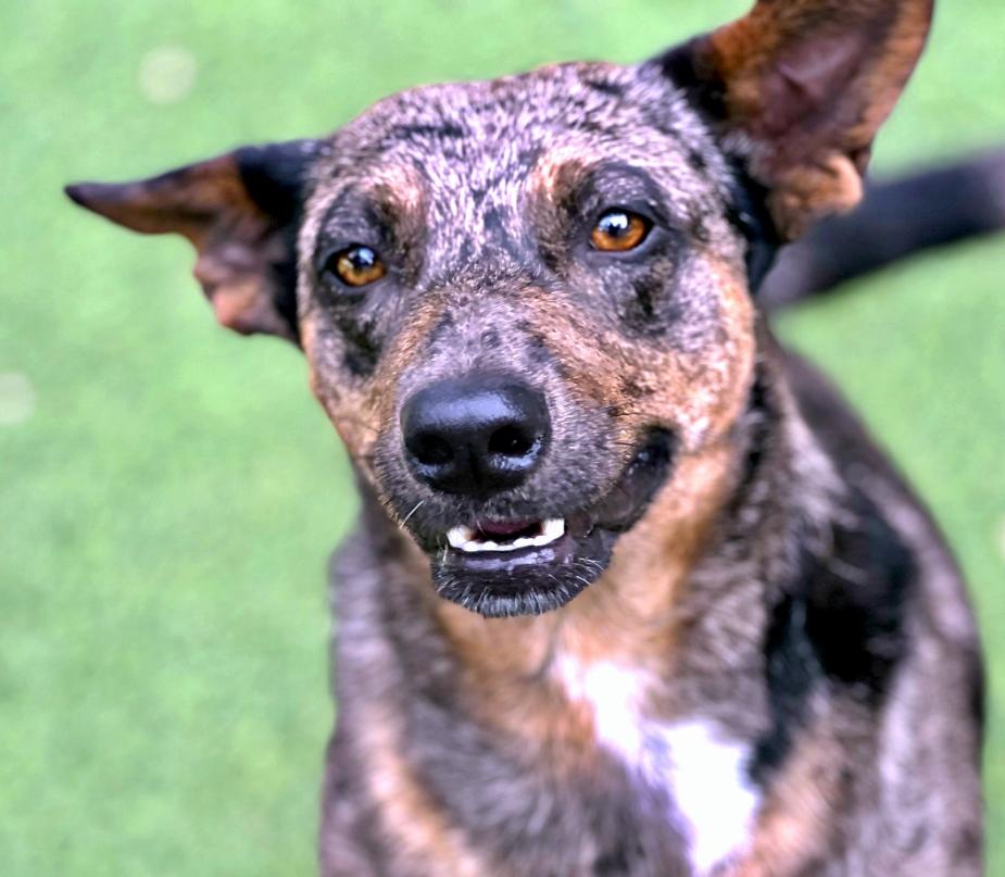 Auburn - sweet, shy project dog. Wants to trust. Gives great BOOPS!