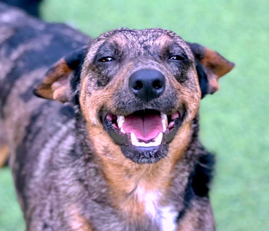 Auburn - sweet, shy project dog. Wants to trust. Gives great BOOPS!