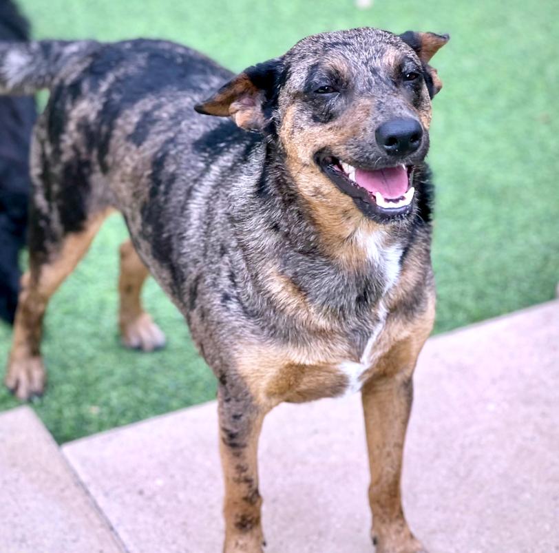 Auburn - sweet, shy project dog. Wants to trust. Gives great BOOPS!