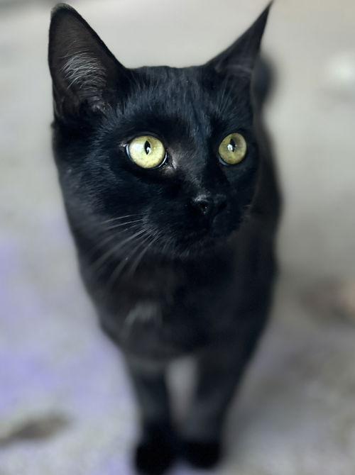 Ink, Adoptable, Young Female Domestic Short Hair.