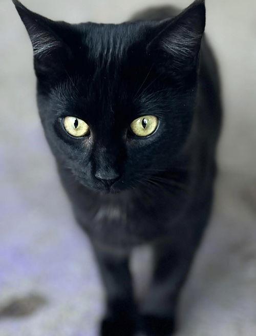 Ink, a Adoptable Domestic Short Hair in Chatsworth, GA image 2/2