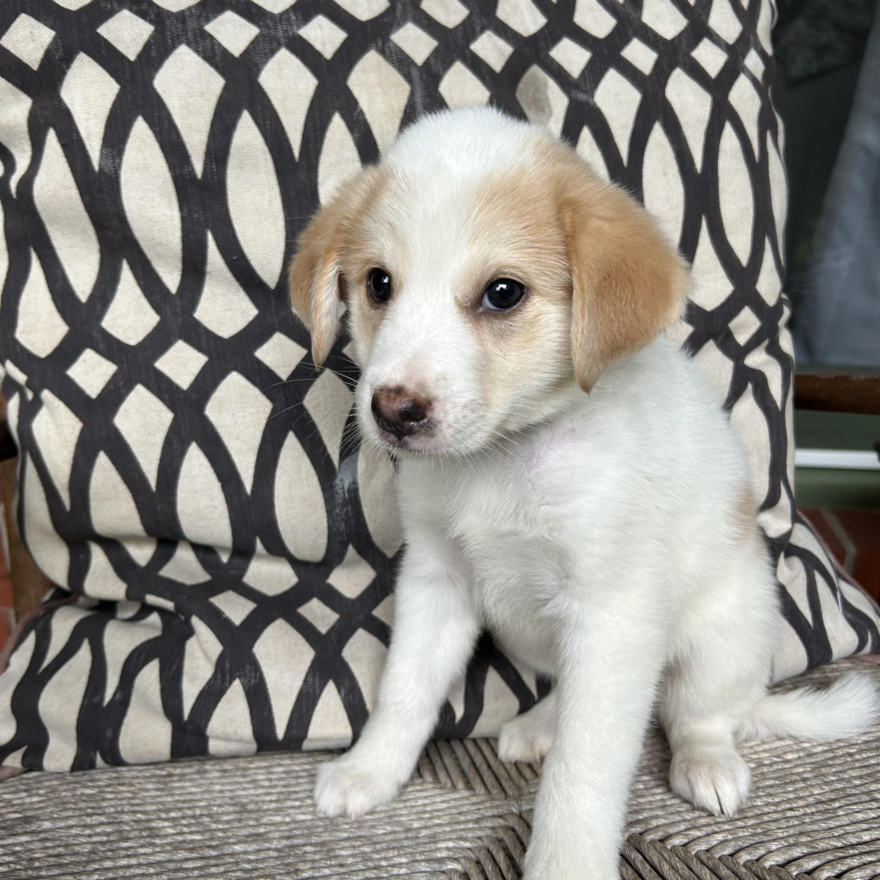 Enlarge SIERRA, a Adoptable mixed breed in Fosters, AL image 6/6