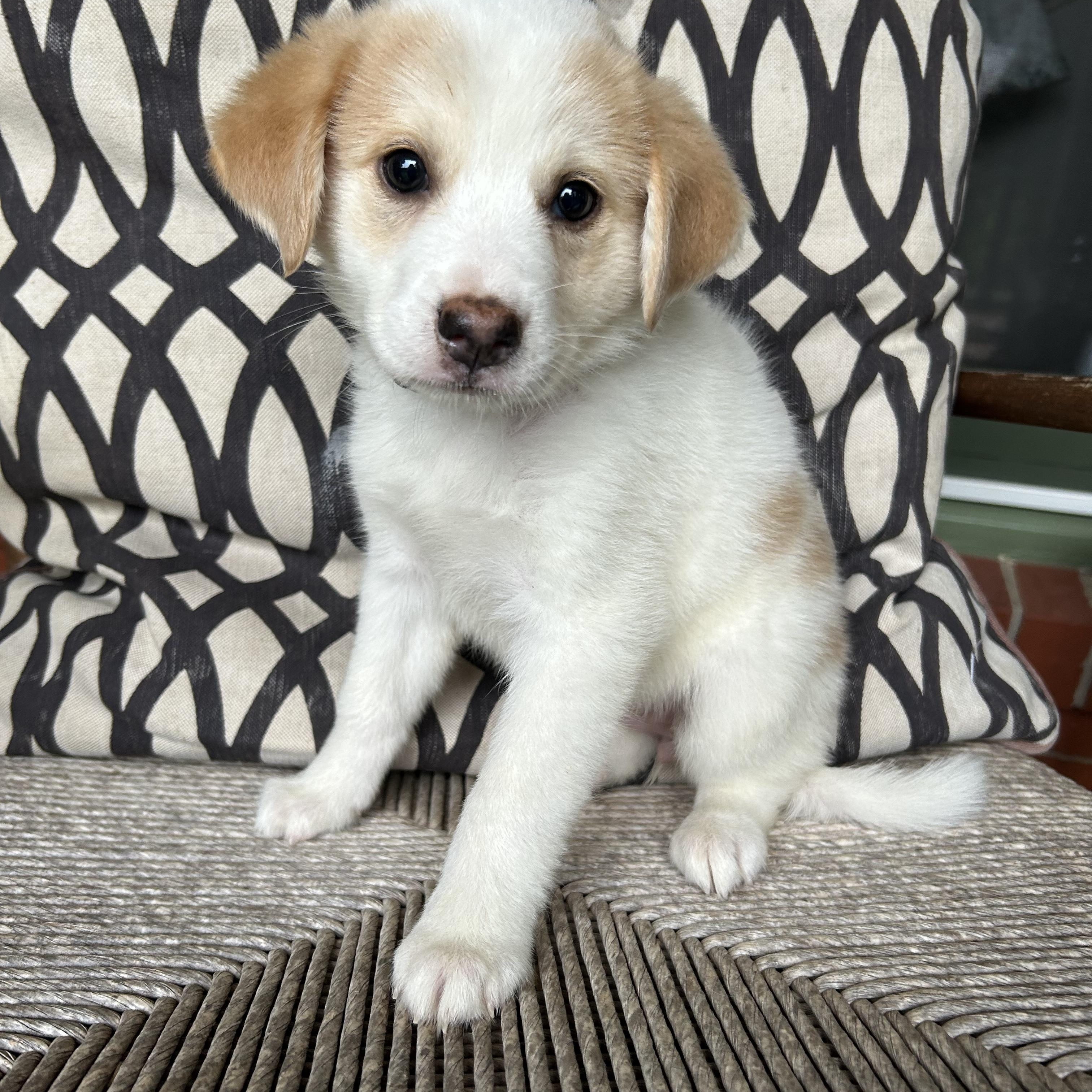 Enlarge SIERRA, a Adoptable mixed breed in Fosters, AL image 4/6
