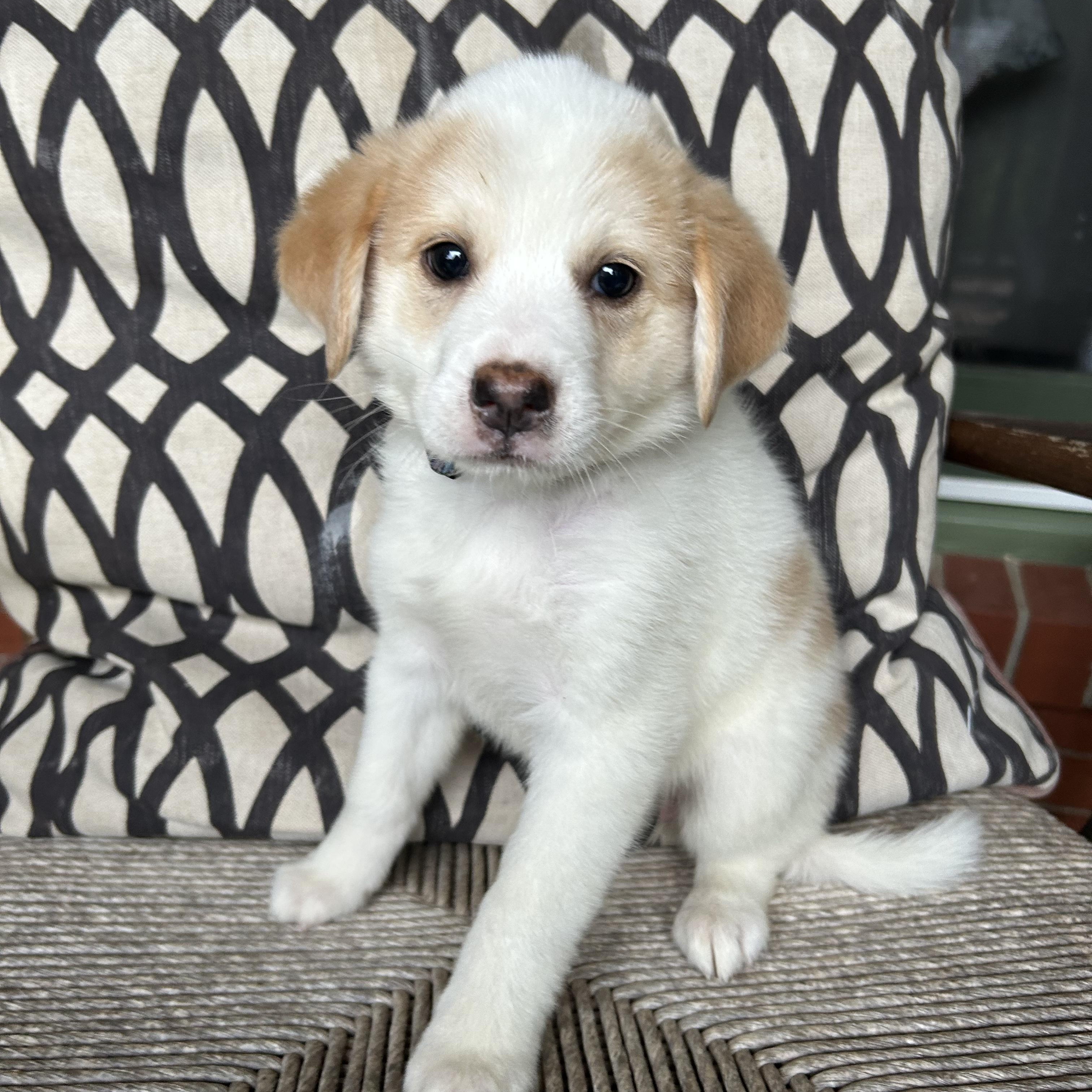 Enlarge SIERRA, a Adoptable mixed breed in Fosters, AL image 5/6