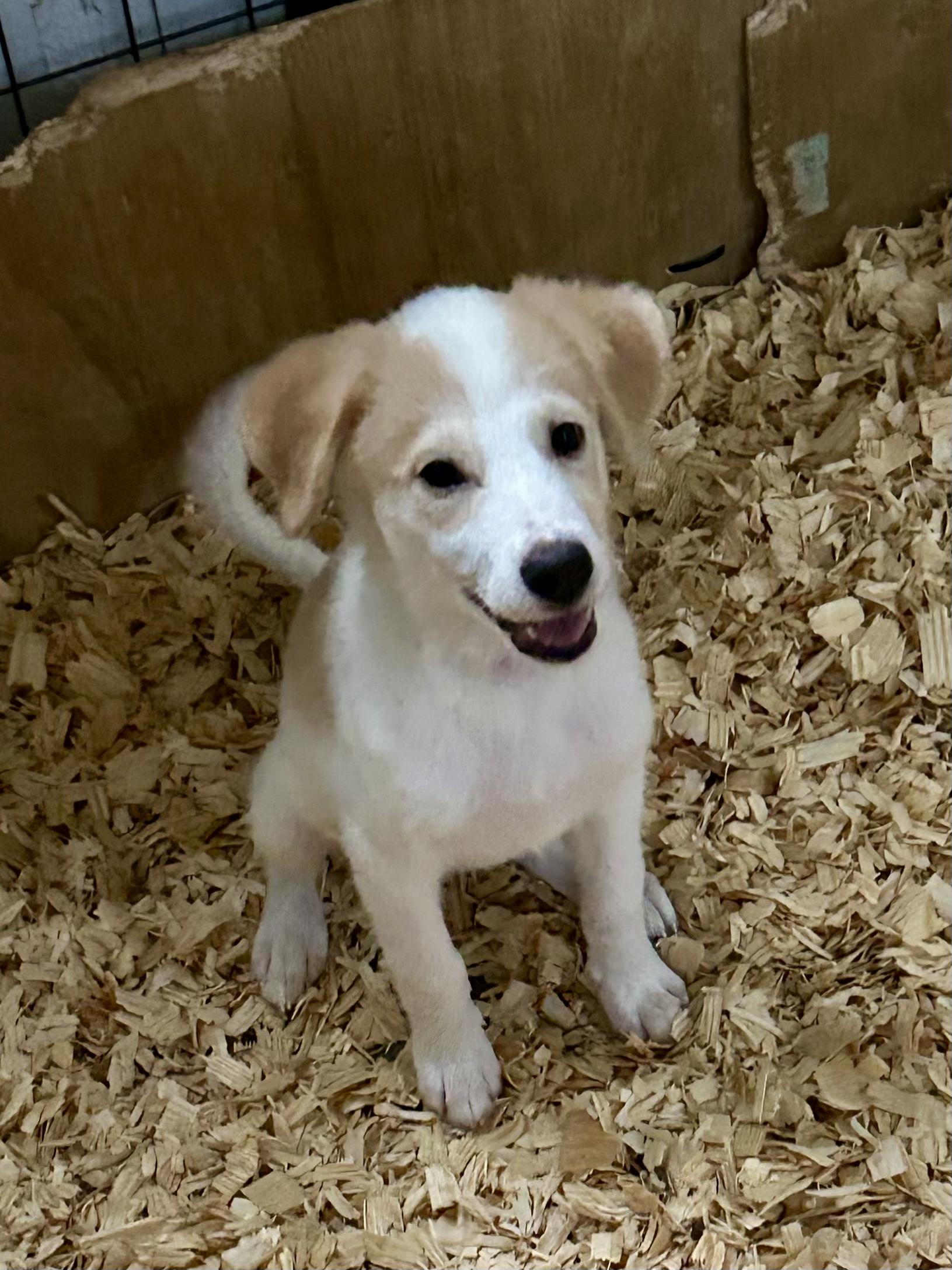 Enlarge SIERRA, a Adoptable mixed breed in Fosters, AL image 2/6