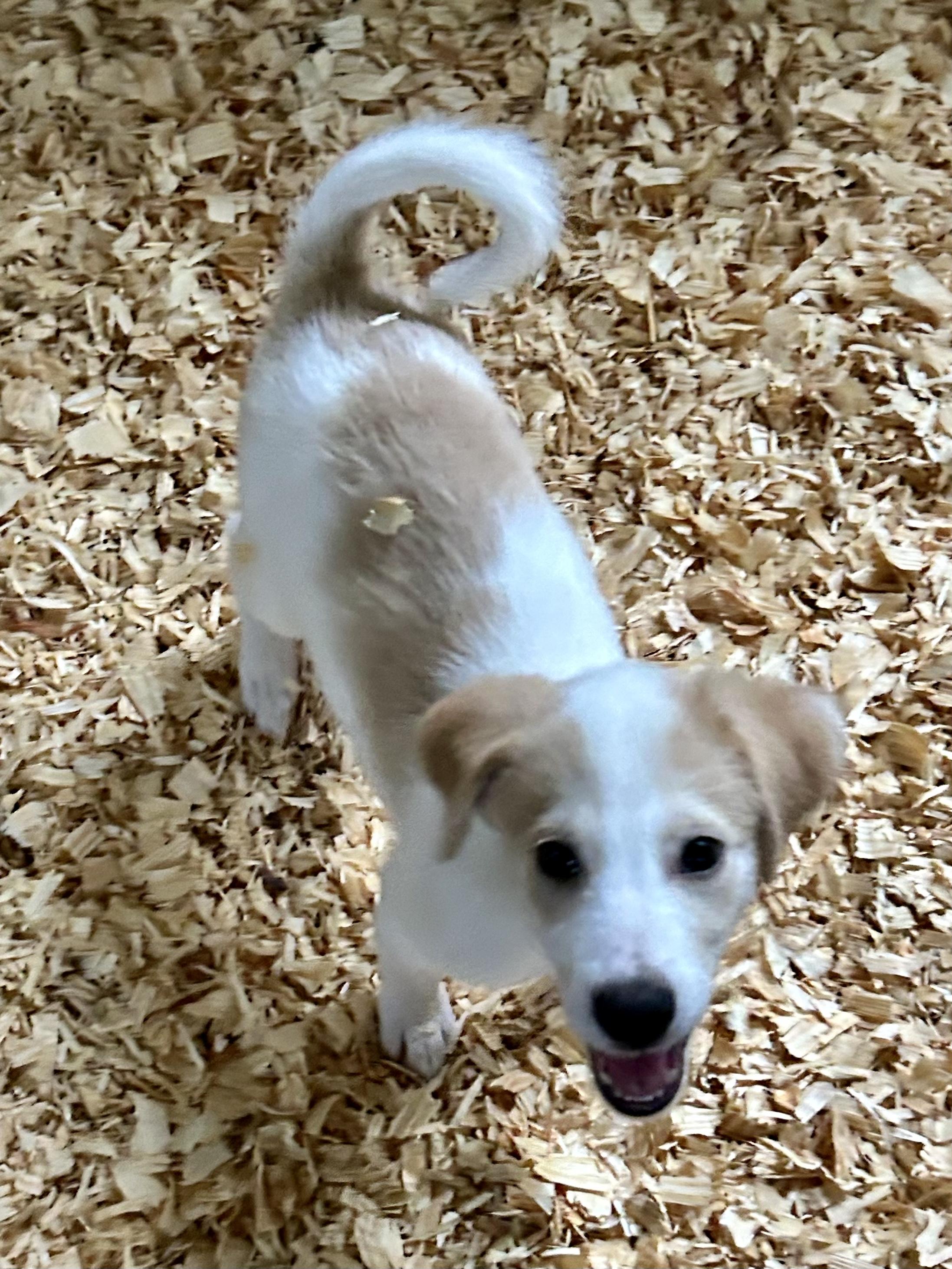 SIERRA, Adoptable, Puppy Female Great Pyrenees.