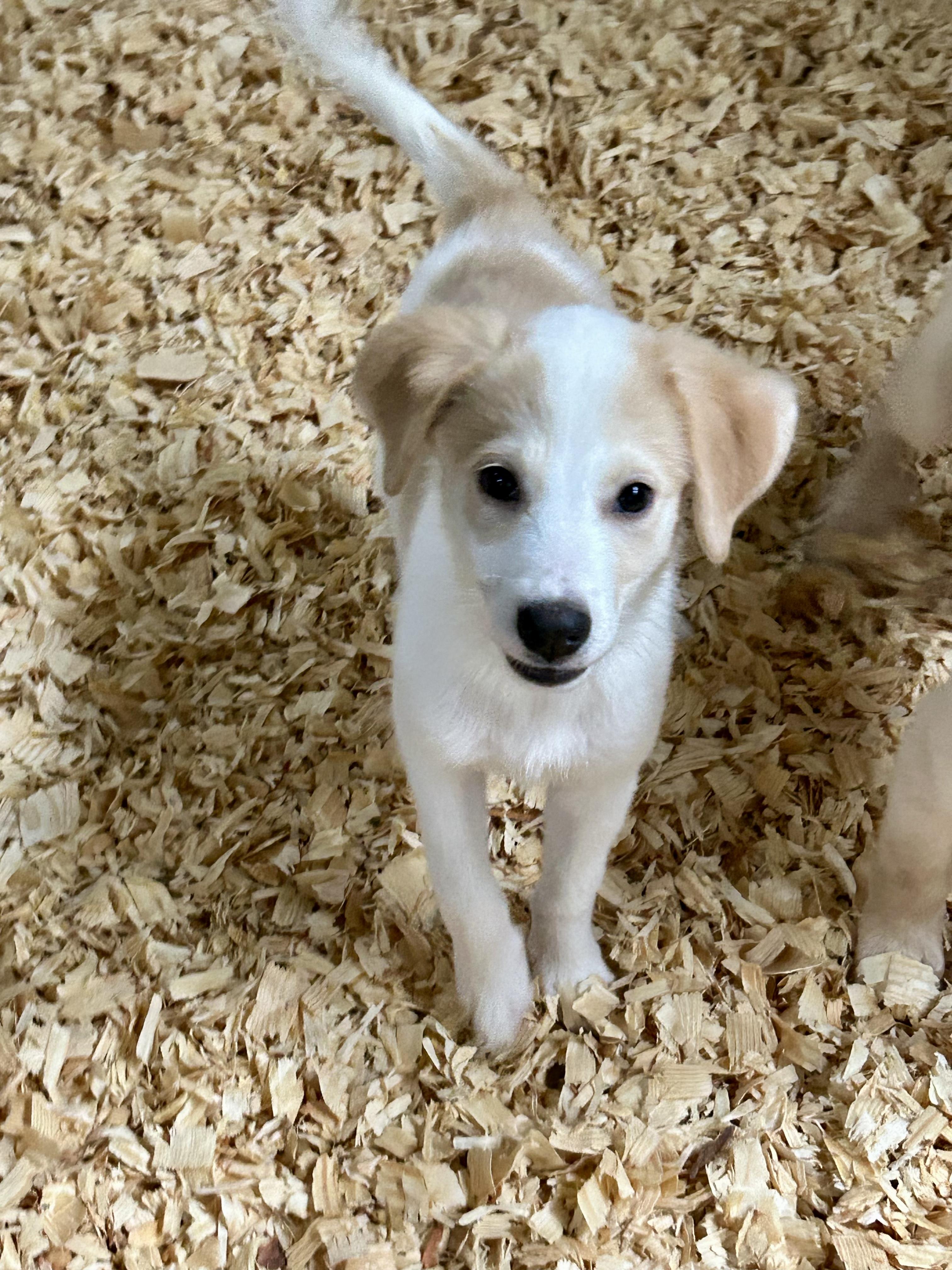 Enlarge SIERRA, a Adoptable mixed breed in Fosters, AL image 3/6