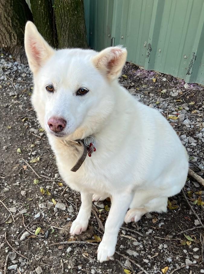 Ivy, Adult Female Siberian Husky