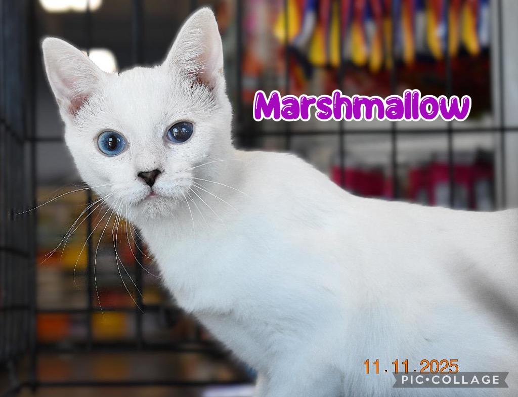 Enlarge Marshmallow, a Adoptable mixed breed in Fort Oglethorpe, GA image 2/6