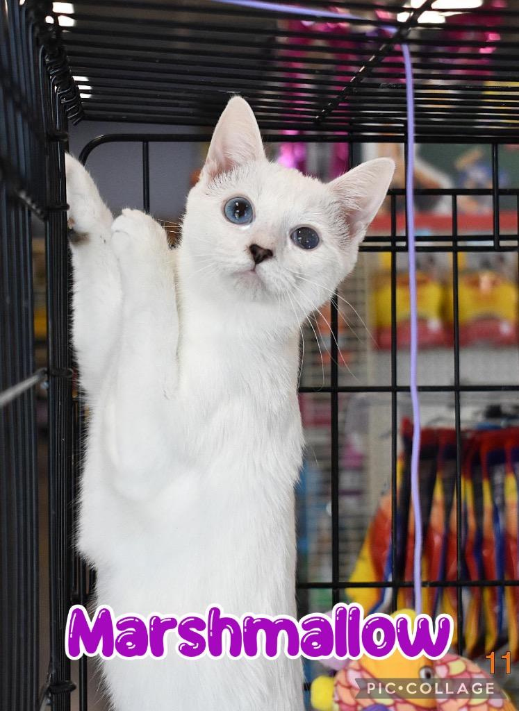 Enlarge Marshmallow, a Adoptable mixed breed in Fort Oglethorpe, GA image 6/6
