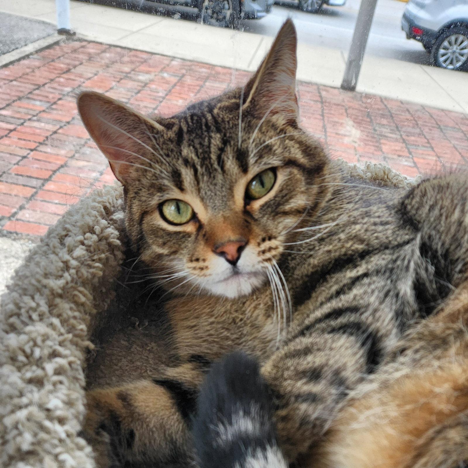 Enlarge Tommy, a Adoptable mixed breed in Greenfield, IN image 1/2