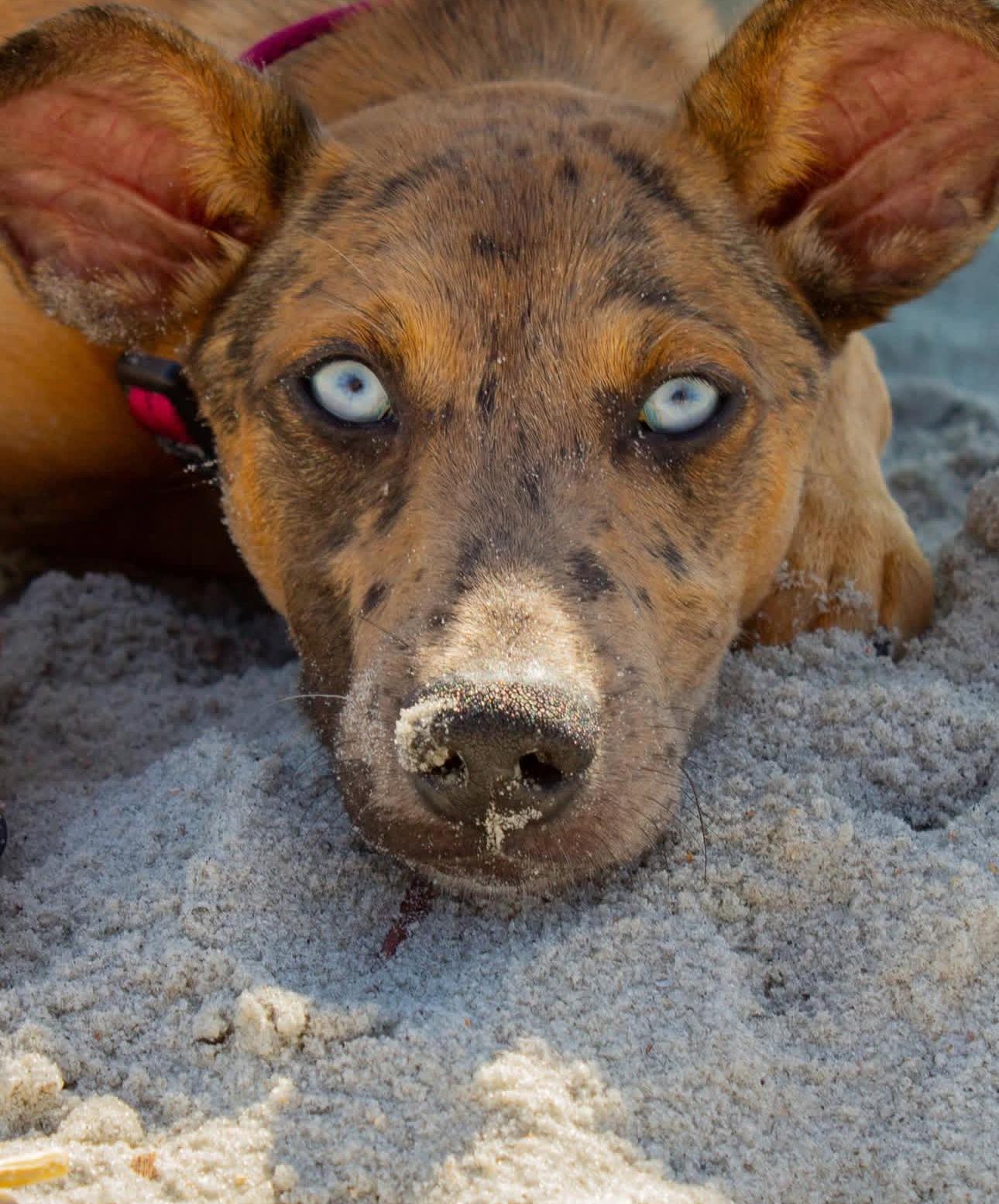 Enlarge Emory, a Adoptable mixed breed in Lutz, FL image 6/6