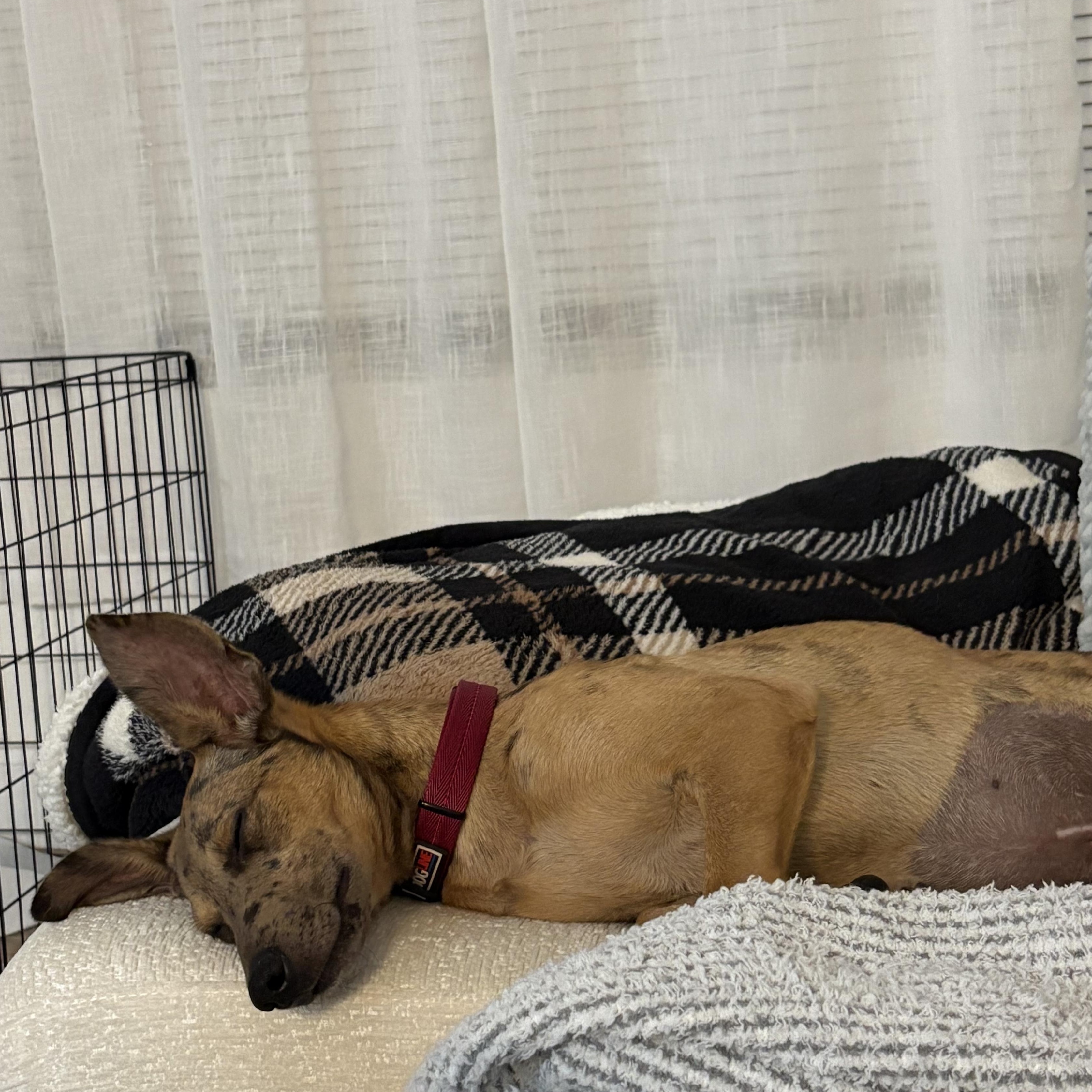 Enlarge Emory, a Adoptable mixed breed in Lutz, FL image 5/6