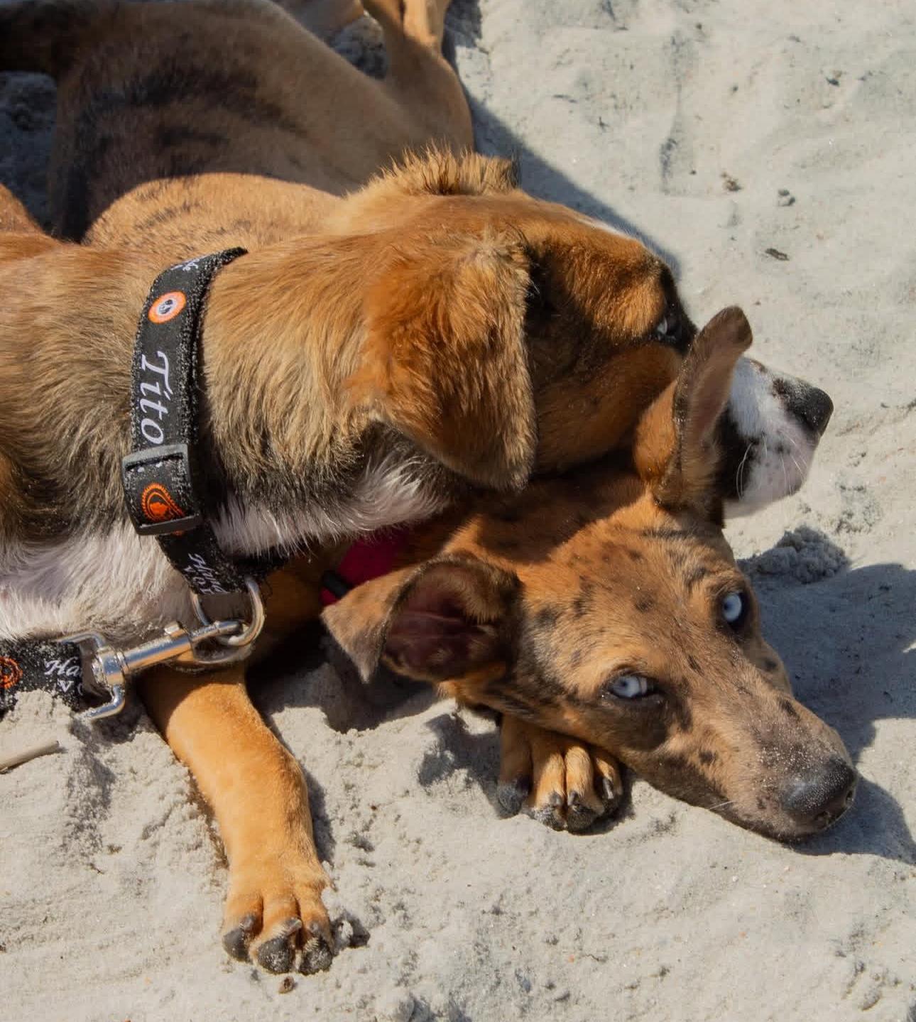 Enlarge Emory, a Adoptable mixed breed in Lutz, FL image 3/6