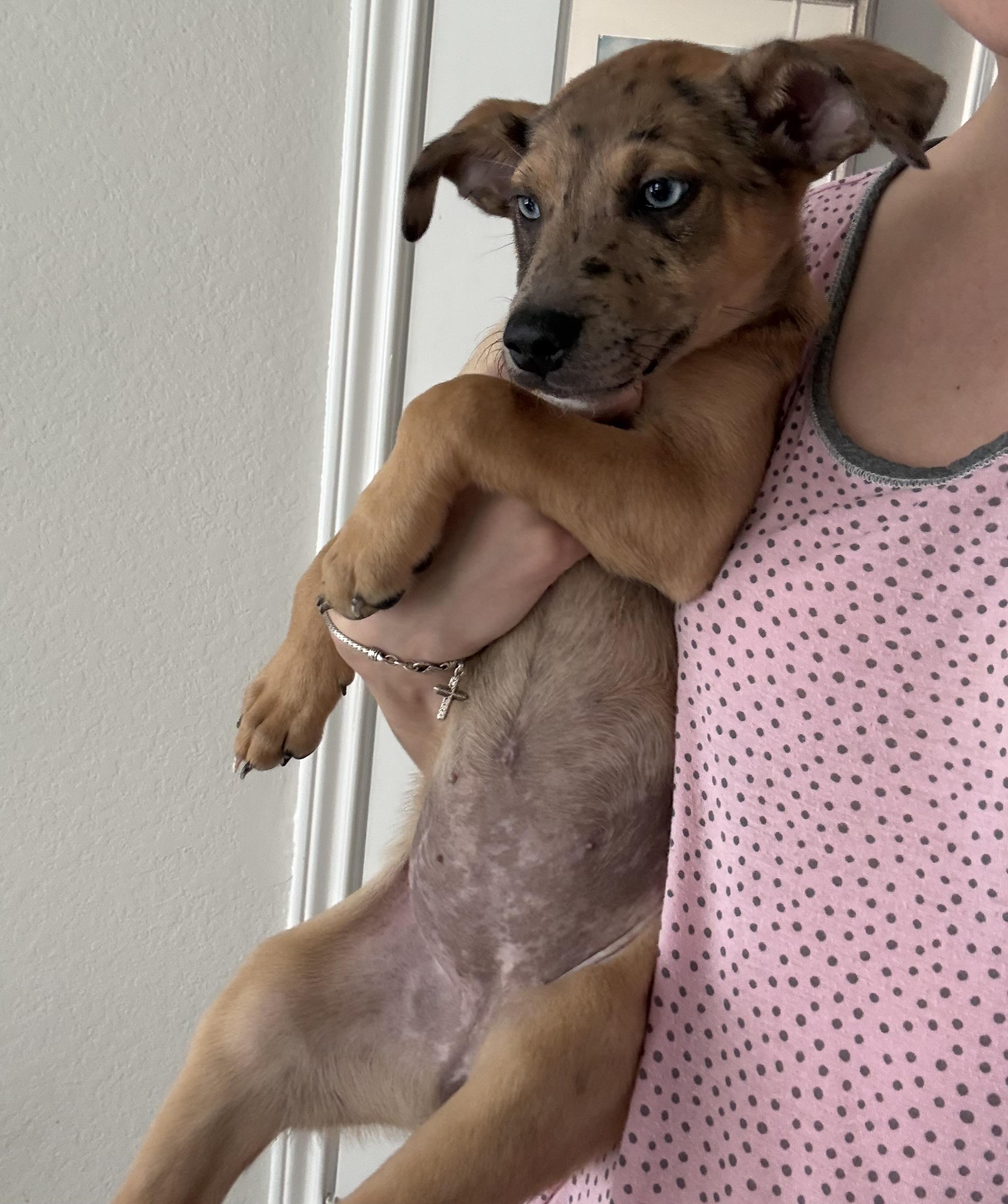 Enlarge Emory, a Adoptable mixed breed in Lutz, FL image 2/6