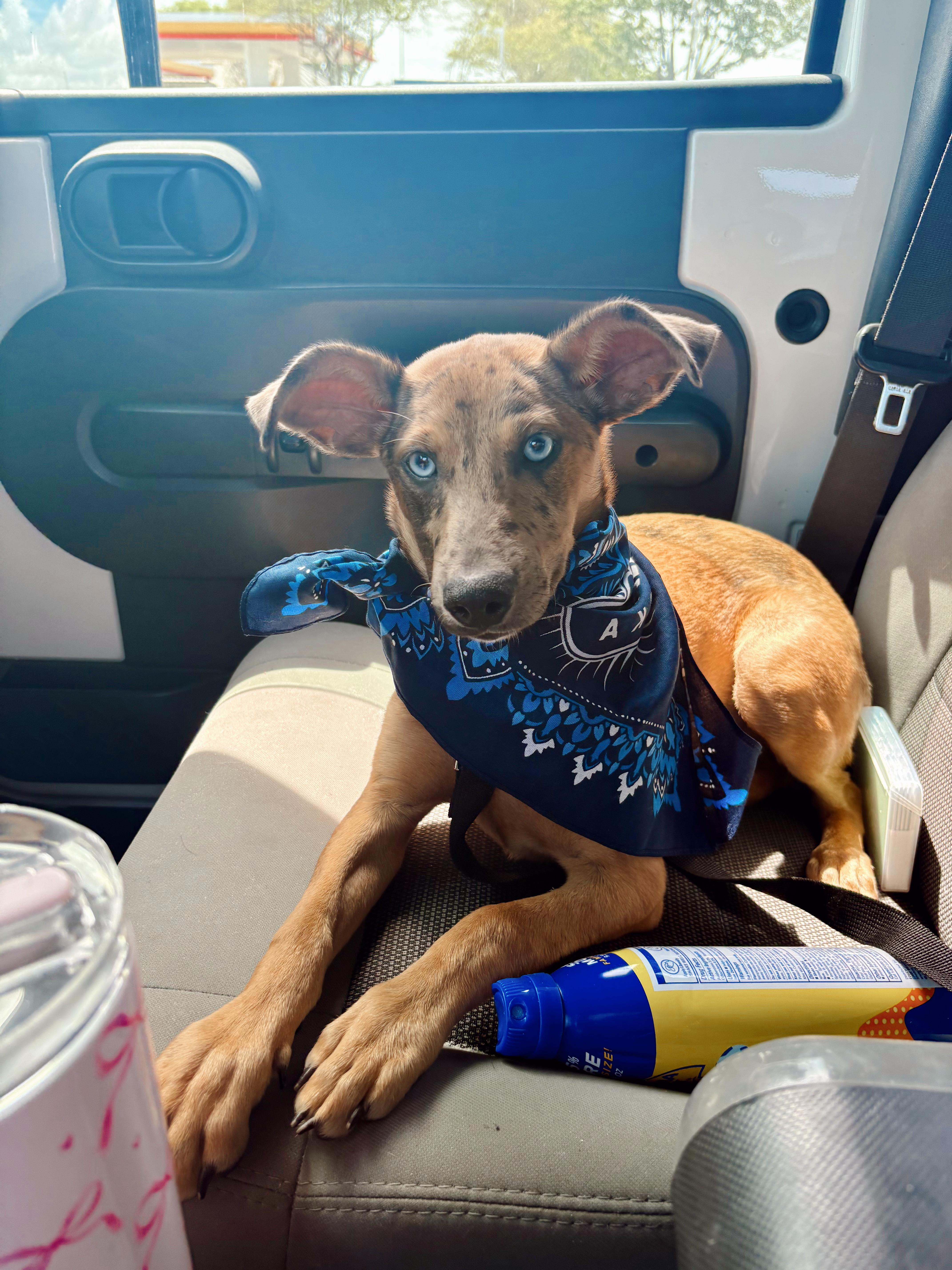 Emory, Adoptable, Puppy Female Catahoula Leopard Dog.